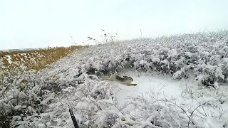 Охота на зайца   Свежий снег -  помощник охотника