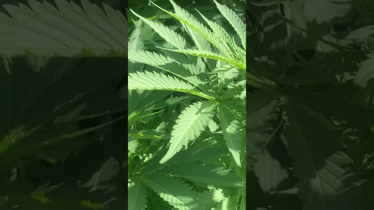 Uk grow 2 weeks flower!(GSC) 