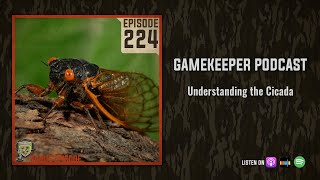 EP:224 | Understanding the Cicada