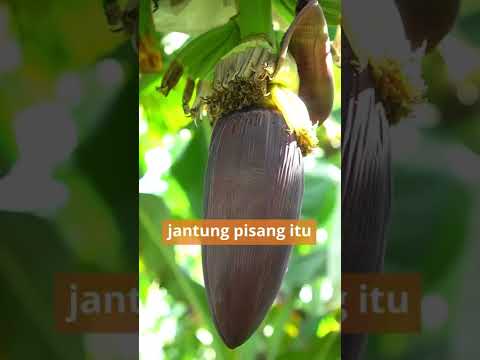 Video: Cara Membunuh Tanaman Sejengkal: Tips Menghapus Tanaman Sejengkal