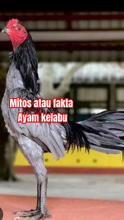 Ayam bangkok ganteng || mitos ayam kelabu #ayambangkokindonesia #shortvideo #shortsfeed #ayam