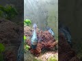 Нанокары отнерестились!Родители ухаживают за мальками)