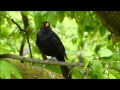 Amsel singt