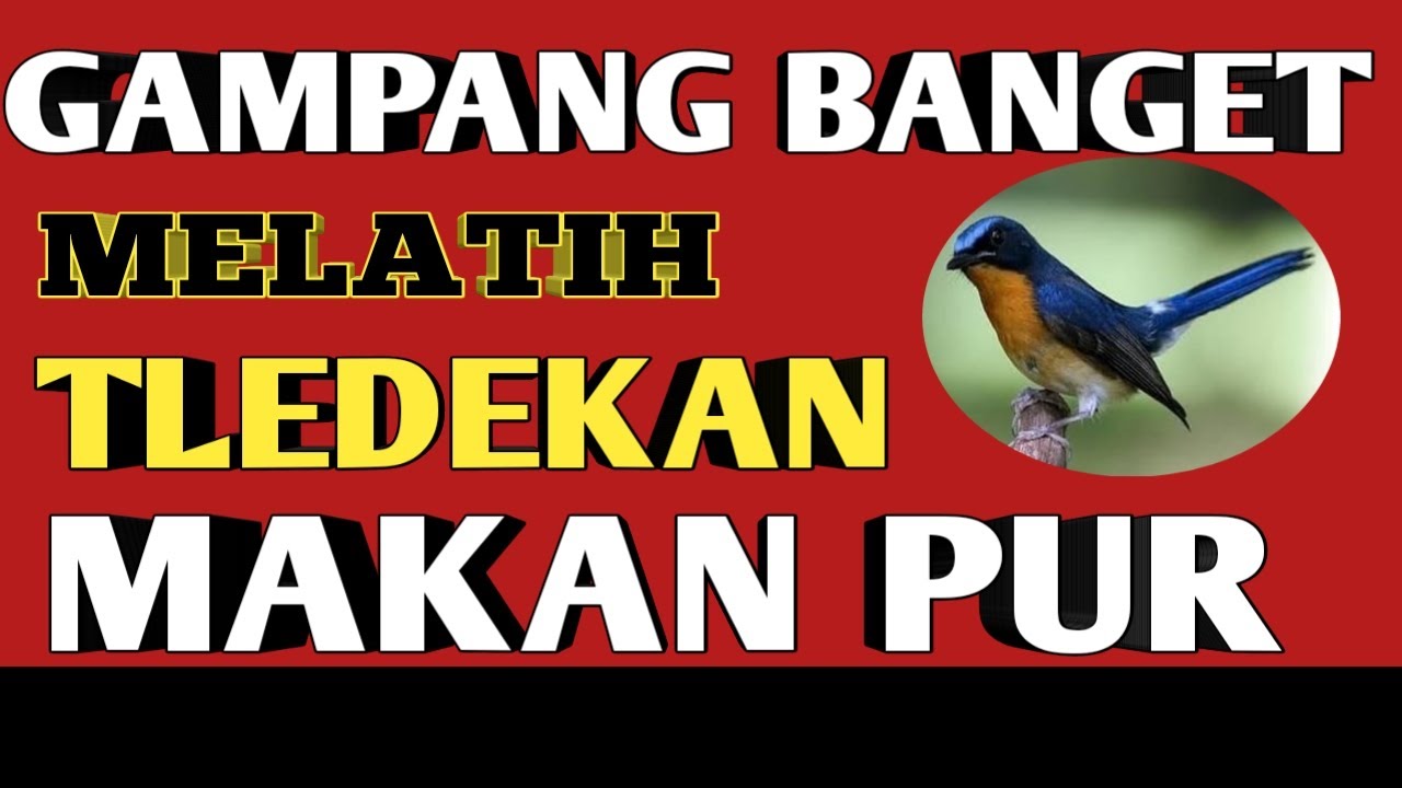 Cara melatih tledekan makan pur