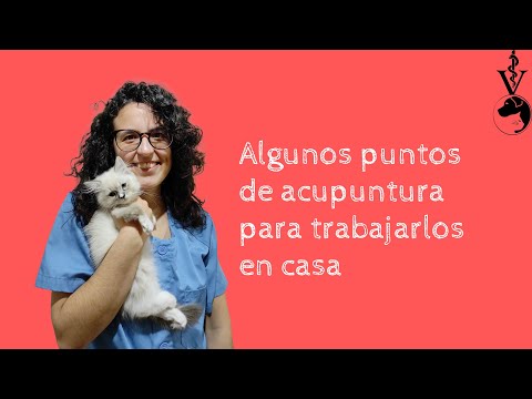 Video: Datos e información sobre la raza del perro Retriever de pelo rizado