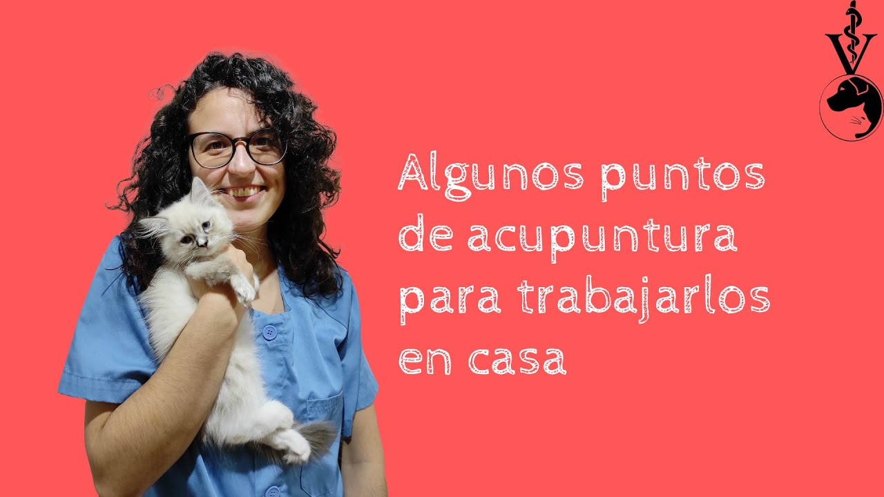 Puntos de acupresión en el perro y el gato