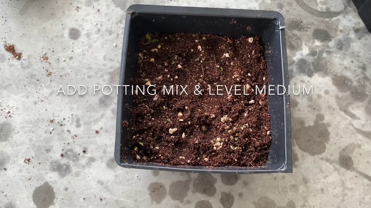 How to grow spinach microgreens YouTube