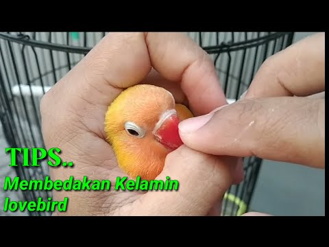 Cara membedakan burung lovebird jantan dan betina dengan ciri-ciri nya