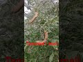 My farm house 🏠 Organic Tamrind