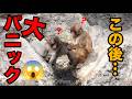 突然起きた大パニック。パンチくんに仲間達が…市川市動植物園 「パンチくん」Punch the monkey