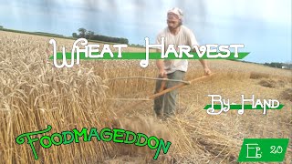 Harvesting Wheat by Hand -- Foodmageddon, Ep. 20