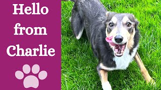 Rescued collie mix [news from Charlie] by Finn Paddy Dog Training 207 views 8 months ago 2 minutes, 41 seconds