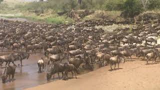 Thousands of Wildebeest Crossing Sand River