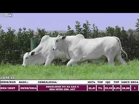 LOTE 22 - DUPLA - Fêmea Nelore à venda no 12º LEILÃO PRIMAVERA GENÉTICA ADITIVIA 2025