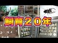 クワガタムシ・カブトムシ飼育20年の思い出【クワガタムシ】My history of Beetles breeding