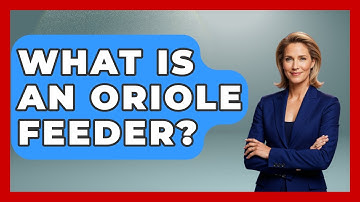 What Is An Oriole Feeder? - Bird Watching Diaries