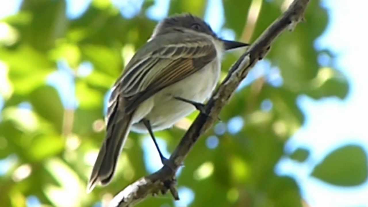 Juí (Myiarchus antillarum) - Puerto Rican Flycatcher