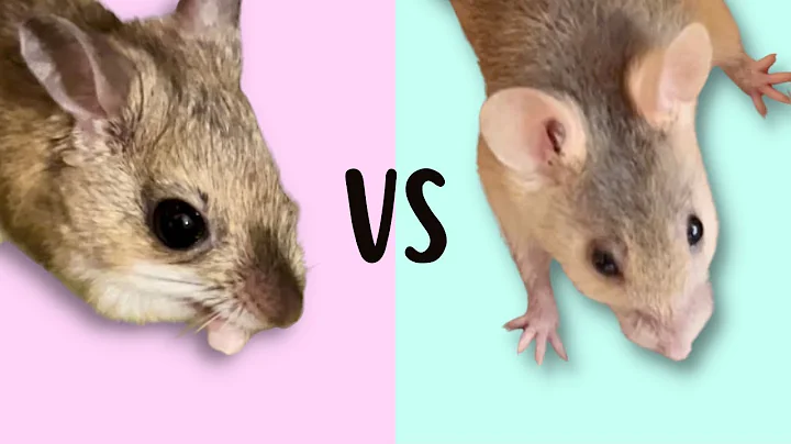 10 big differences between Spinifex hopping mice and House mice