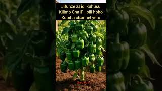 Kilimo Bora Cha Pili Hoho