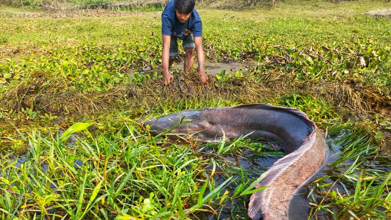 Amazing Boy Catching Many Catfish Under Water Hyacinth Today ...