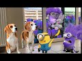 Best of the minions in real life compilation 2purple minions living with funny dogs