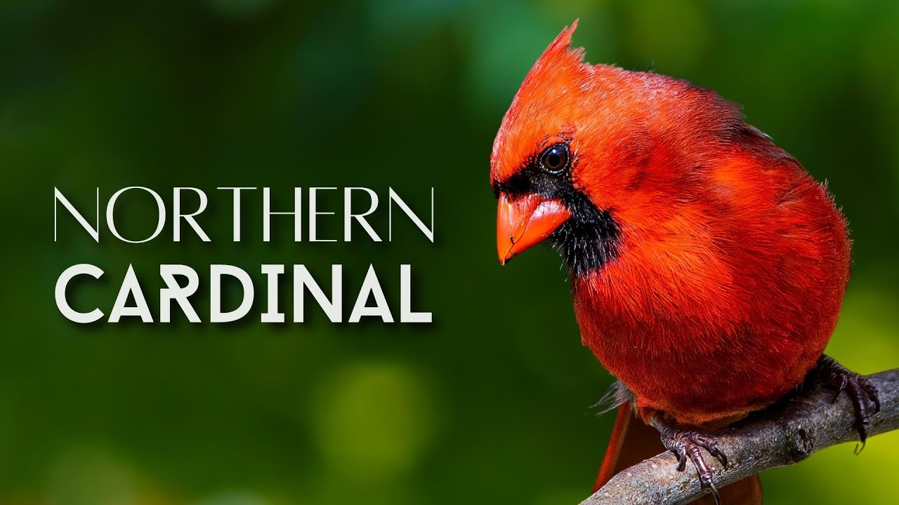 birds similar to cardinals