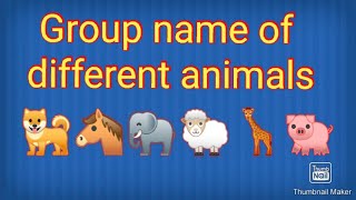 Animals group name।।collective noun for animals