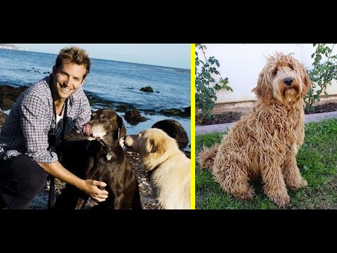 Bradley Cooper Dogs: Samson, Charlotte, Charlie