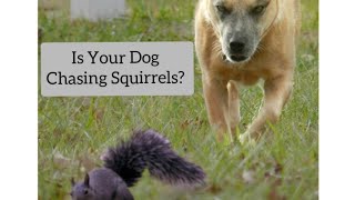 How to stop your dog from chasing squirrels and rabbits (flirt pole)