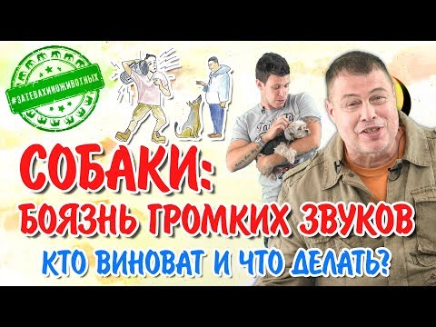 Собаки: боязнь громких звуков. Кто виноват и что делать?