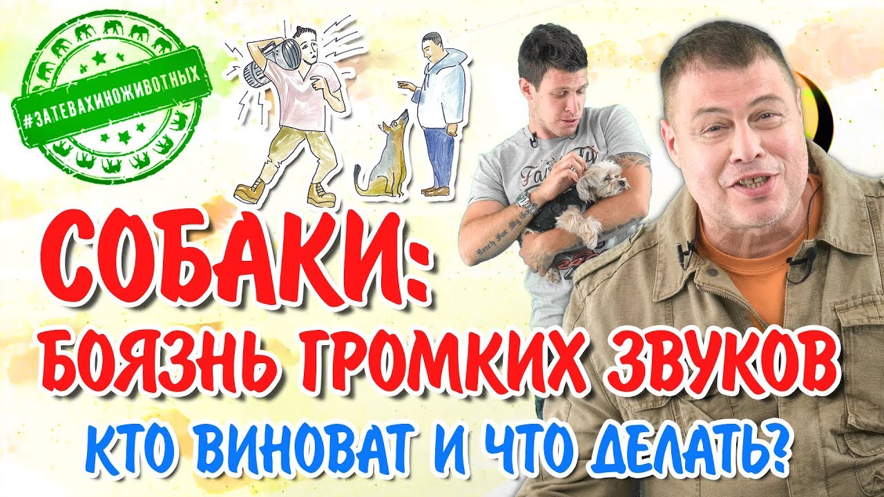 Собаки: боязнь громких звуков. Кто виноват и что делать?