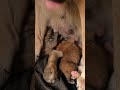 Precious Moments: Newborn Puppies Crawling to Mom for Milk 🍼💗#Puppy #Puppies #shorts