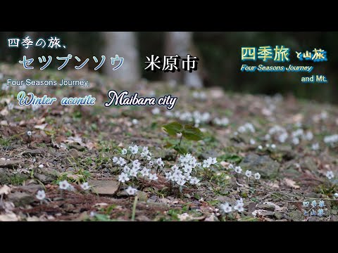 【4K】セツブンソウ　滋賀県 米原市 2025.3.2