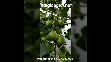 Hạt giống dưa lê siêu ngọt lục ngọc F1 An Tâm