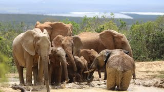 Splish Splash Elephants Taking a Bath