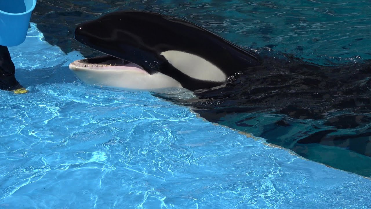 シャチの目💖 - YouTube