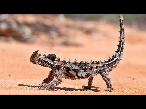 الشيطان الشائك تنين يشرب الماء من خلال قدميه