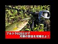 野池の夏。プルクラ６２Bの夏。