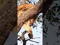 Lion cub sitting on a tree #lion #shorts