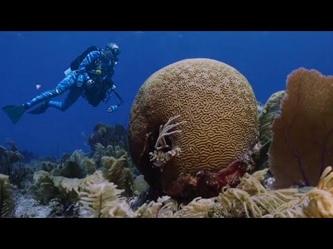 Vídeo: Recife de coral. Grande Recife de Corais. O mundo subaquático dos recifes de coral