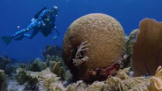 Recifes de Coral Pelos Mares do Mundo  Documentário Completo  Lawrence Wahba