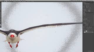 Realtime Edit - High Key Black Skimmer