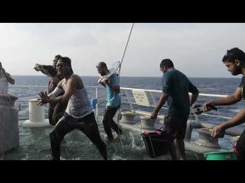 Ami Bonoful Ocean version