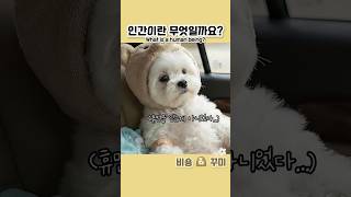 아빠 나 삐뚤어져? EP2 (오늘부로 개인기 파업합니다) 😌🐾Dad, am I being stubborn? EP2   #꾸미 #강아지인터뷰 #doginterview #인기급상승