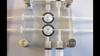 Preparing the OcuScience Ex Vivo ERG sample holder