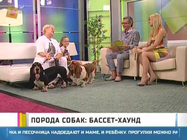 Порода собак: бассет-хаунд