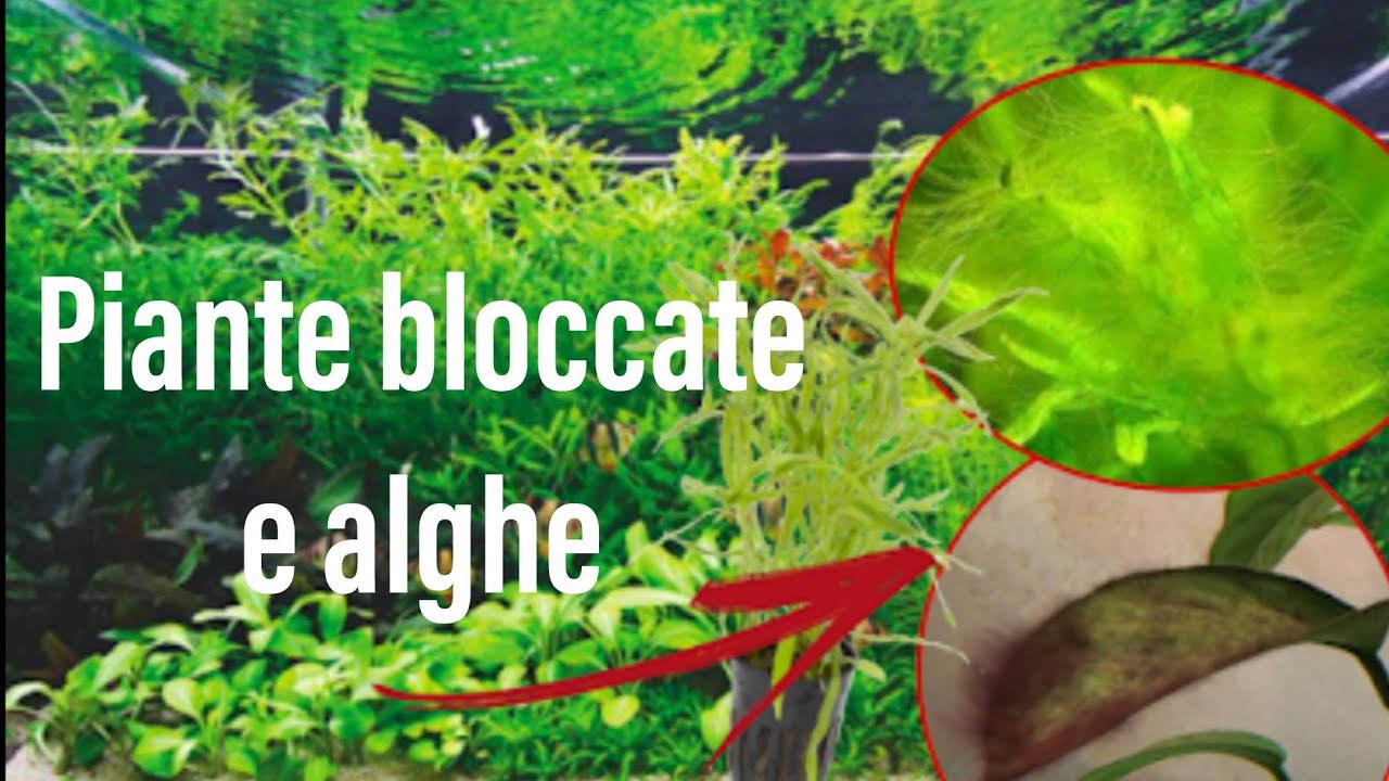 piante BLOCCATE e ALGHE in acquario??? Ecco perché! - YouTube