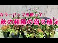上から秋の和風の寄せ植え/プランツギャザリング
