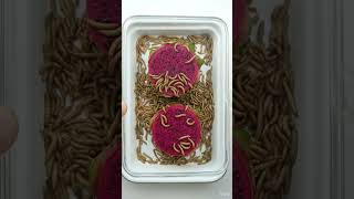 Mealworms and Dragon Fruit | Macro Decomposition Experiment