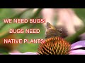 The Importance of Putting in Native Plants: Part 1 [NARRATED]